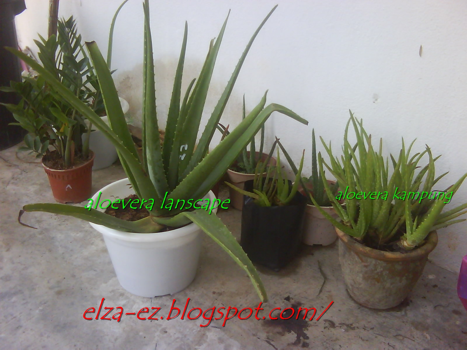 Elza punyer blog!!!!!!!!!!!!!: :: Aloe Vera Kampung 