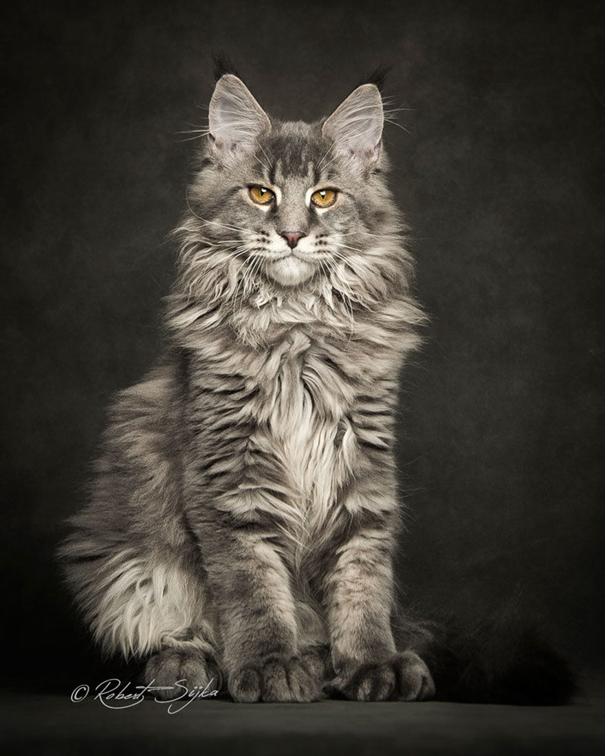 65 Breathtaking Pictures Of Maine Coons, The Largest Cats In The World