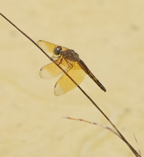 Neurothemis terminata