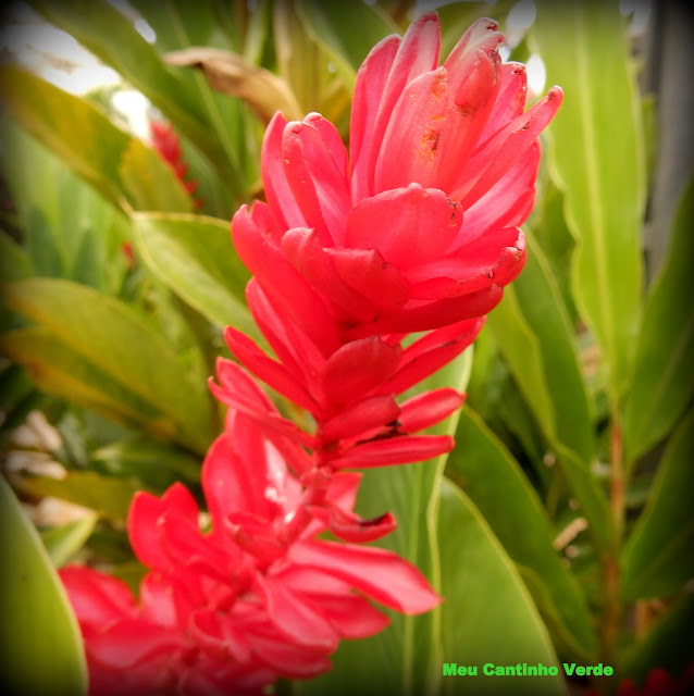 Flower Alpinia purpurata