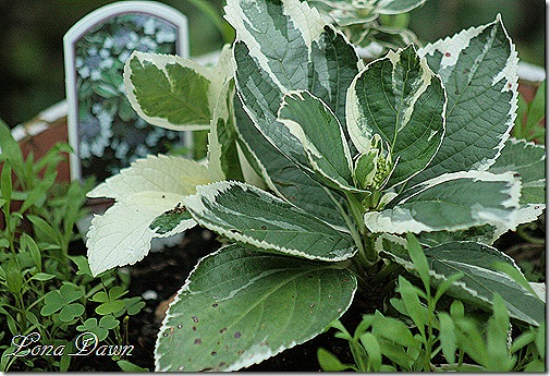 Hydrangea_MacrophyllaMariesliVariegata