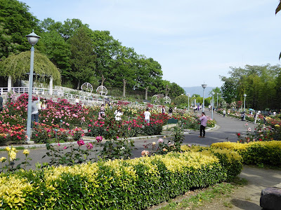 大阪府 花博記念公園鶴見緑地のバラ園 関西のウォーキングスポット ブログ