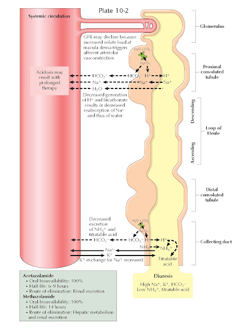 ARBONIC ANHYDRASE INHIBITORS