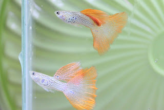 Jual Guppy Red Japan,  Harga Guppy Red Japan,  Toko Guppy Red Japan,  Diskon Guppy Red Japan,  Beli Guppy Red Japan,  Review Guppy Red Japan,  Promo Guppy Red Japan,  Spesifikasi Guppy Red Japan,  Guppy Red Japan Murah,  Guppy Red Japan Asli,  Guppy Red Japan Original,  Guppy Red Japan Jakarta,  Jenis Guppy Red Japan,  Budidaya Guppy Red Japan,  Peternak Guppy Red Japan,  Cara Merawat Guppy Red Japan,  Tips Merawat Guppy Red Japan,  Bagaimana cara merawat Guppy Red Japan,  Bagaimana mengobati Guppy Red Japan,  Ciri-Ciri Hamil Guppy Red Japan,  Kandang Guppy Red Japan,  Ternak Guppy Red Japan,  Makanan Guppy Red Japan,  Guppy Red Japan Termahal,  Adopsi Guppy Red Japan,  Jual Cepat Guppy Red Japan,  Guppy Red Japan  Jakarta,  Guppy Red Japan  Bandung,  Guppy Red Japan  Medan,  Guppy Red Japan  Bali,  Guppy Red Japan  Makassar,  Guppy Red Japan  Jambi,  Guppy Red Japan  Pekanbaru,  Guppy Red Japan  Palembang,  Guppy Red Japan  Sumatera,  Guppy Red Japan  Langsa,  Guppy Red Japan  Lhokseumawe,  Guppy Red Japan  Meulaboh,  Guppy Red Japan  Sabang,  Guppy Red Japan  Subulussalam,  Guppy Red Japan  Denpasar,  Guppy Red Japan  Pangkalpinang,  Guppy Red Japan  Cilegon,  Guppy Red Japan  Serang,  Guppy Red Japan  Tangerang Selatan,  Guppy Red Japan  Tangerang,  Guppy Red Japan  Bengkulu,  Guppy Red Japan  Gorontalo,  Guppy Red Japan  guppy,  Guppy Red Japan  tropical fish,  Guppy Red Japan  aquarium fish,  Guppy Red Japan  bubble guppies games,  Guppy Red Japan  guppy fish,  Guppy Red Japan  bubble guppies videos,  Guppy Red Japan  bubble guppies episodes,  Guppy Red Japan  bubble guppies full episodes,  Guppy Red Japan  super guppy,  Guppy Red Japan  bubble guppies cast,  Guppy Red Japan  aquarium online,  Guppy Red Japan  bubble guppies songs,  Guppy Red Japan  tetra aquarium,  Guppy Red Japan  guppies for sale,  Guppy Red Japan  pregnant guppy,  Guppy Red Japan  bubble guppies characters,  Guppy Red Japan  bubble guppy,  Guppy Red Japan  bubble guppies names,  Guppy Red Japan  guppies fish,  Guppy Red Japan  guppy breeding,  Guppy Red Japan  breeding guppies,  Guppy Red Japan  bubble guppie,  Guppy Red Japan  nick jr bubble guppies,  Guppy Red Japan  bubble guppies coloring pages,  Guppy Red Japan  bubble guppies video,  Guppy Red Japan  bubble guppy games,  Guppy Red Japan  guppy aquarium,  Guppy Red Japan  guppy care,  Guppy Red Japan  baby guppies,  Guppy Red Japan  design aquarium,  Guppy Red Japan  how to breed guppies,  Guppy Red Japan  endlers guppy,  Guppy Red Japan  bubble guppies wiki,  Guppy Red Japan  bubble guppies game,  Guppy Red Japan  guppies care,  Guppy Red Japan  guppy fry,  Guppy Red Japan  male guppies,  Guppy Red Japan  buble guppies,  Guppy Red Japan  guppy fish care,  Guppy Red Japan  female guppies,  Guppy Red Japan  female guppy,  Guppy Red Japan  guppy tank,  Guppy Red Japan  types of guppies,  Guppy Red Japan  online aquarium,  Guppy Red Japan  guppies aquarium,  Guppy Red Japan  pregnant guppies,  Guppy Red Japan  guppy giving birth,  Guppy Red Japan  what do guppies eat,  Guppy Red Japan  guppy life span,  Guppy Red Japan  guppy pond,  Guppy Red Japan  guppy grass,  Guppy Red Japan  guppies breeding,  Guppy Red Japan  aquarium guppy,  Guppy Red Japan  guppies giving birth,  Guppy Red Japan  bubble guppies pictures,  Guppy Red Japan  bubble guppies show,  Guppy Red Japan  male guppy,  Guppy Red Japan  guppy fish for sale,  Guppy Red Japan  pregnant guppy fish,  Guppy Red Japan  endler guppies,  Guppy Red Japan  guppy babies,  Guppy Red Japan  the bubble guppies,  Guppy Red Japan  bubble guppies images,  Guppy Red Japan  bubble guppies bubble puppy,  Guppy Red Japan  guppy food,  Guppy Red Japan  ferplast aquarium,  Guppy Red Japan  guppy temperature,  Guppy Red Japan  the binding isaac,  Guppy Red Japan  guppy tail,  Guppy Red Japan  the rebirth of isaac,  Guppy Red Japan  the binding of isaac rebirth guppy,  Guppy Red Japan  isaac the game,  Guppy Red Japan  guppie fish,  Guppy Red Japan  guppy fish breeding,  Guppy Red Japan  guppy for sale,  Guppy Red Japan  guppy tank mates,  Guppy Red Japan  aquarium shop online,  Guppy Red Japan  guppy gestation,  Guppy Red Japan  the binding of isaac guppy,  Guppy Red Japan  keeping guppies,  Guppy Red Japan  guppy definition,  Guppy Red Japan  guppy meaning,  Guppy Red Japan  guppy breathing,  Guppy Red Japan  fish tropical,  Guppy Red Japan  endlers guppies,  Guppy Red Japan  baby guppy,  Guppy Red Japan  nickelodeon bubble guppies,  Guppy Red Japan  guppy fish tank,  Guppy Red Japan  guppy types,  Guppy Red Japan  guppy fish types,  Guppy Red Japan  guppy diseases,  Guppy Red Japan  the binding of isaac 2,  Guppy Red Japan  isaac the binding,  Guppy Red Japan  wild guppies,  Guppy Red Japan  wild guppy,  Guppy Red Japan  fantail guppies,  Guppy Red Japan  guppy pregnancy,  Guppy Red Japan  lyretail guppy,  Guppy Red Japan  pregnant guppy stages,  Guppy Red Japan  guppy pregnant,  Guppy Red Japan  male and female guppies,  Guppy Red Japan  bubble guppys,  Guppy Red Japan  guppy birth,  Guppy Red Japan  do guppies need a heater,  Guppy Red Japan  pictures of guppies,  Guppy Red Japan  guppy fish life span,  Guppy Red Japan  guppy water temperature,  Guppy Red Japan  show guppies,  Guppy Red Japan  black guppy,  Guppy Red Japan  red guppy,  Guppy Red Japan  binding isaac wiki,  Guppy Red Japan  binding of isaac 2,  Guppy Red Japan  moscow guppy,  Guppy Red Japan  guppy forum,  Guppy Red Japan  guppies online,  Guppy Red Japan  fantail guppy,  Guppy Red Japan  yellow guppy,  Guppy Red Japan  snakeskin guppy,  Guppy Red Japan  guppy fry growth chart,  Guppy Red Japan  guppy fish food,  Guppy Red Japan  temperature for guppies,  Guppy Red Japan  water temperature for guppies,  Guppy Red Japan  guppy games,  Guppy Red Japan  black moscow guppy,  Guppy Red Japan  full red guppy,  Guppy Red Japan  blue moscow guppy,  Guppy Red Japan  game isaac,  Guppy Red Japan  male guppy fish,  Guppy Red Japan  guppy varieties,  Guppy Red Japan  albino guppy,  Guppy Red Japan  guppy pregnancy stages,  Guppy Red Japan  tequila sunrise guppy,  Guppy Red Japan  guppy fin rot,  Guppy Red Japan  guppy genetics,  Guppy Red Japan  pink guppy,  Guppy Red Japan  the guppy,  Guppy Red Japan  highland guppy,  Guppy Red Japan  guppy breeding tank,  Guppy Red Japan  guppy breeds,  Guppy Red Japan  show guppies for sale,  Guppy Red Japan  guppies for sale uk,  Guppy Red Japan  is my guppy pregnant,  Guppy Red Japan  guppies having babies,  Guppy Red Japan  guppy female,  Guppy Red Japan  guppy fry care,  Guppy Red Japan  do guppies need a filter,  Guppy Red Japan  do guppies eat their babies,  Guppy Red Japan  do guppies sleep,  Guppy Red Japan  aquarium 40 liter,  Guppy Red Japan  guppy game,  Guppy Red Japan  neon guppies,  Guppy Red Japan  neon guppy,  Guppy Red Japan  guppy neon,  Guppy Red Japan  isaac of binding,  Guppy Red Japan  moscow blue guppy,  Guppy Red Japan  guppy tail rot,  Guppy Red Japan  isaac the rebirth,  Guppy Red Japan  fish guppies,  Guppy Red Japan  guppies dying,  Guppy Red Japan  guppy species,  Guppy Red Japan  guppy gravid spot,  Guppy Red Japan  the of isaac,  Guppy Red Japan  breeding guppies for beginners,  Guppy Red Japan  guppy breeding cycle,  Guppy Red Japan  female guppies for sale,  Guppy Red Japan  guppies pregnant,  Guppy Red Japan  pregnant female guppy,  Guppy Red Japan  caring for guppies,  Guppy Red Japan  guppies babies,  Guppy Red Japan  guppy fry growth,  Guppy Red Japan  guppy tank setup,  Guppy Red Japan  guppy fish giving birth,  Guppy Red Japan  guppy fry food,  Guppy Red Japan  different types of guppies,  Guppy Red Japan  types of guppy,  Guppy Red Japan  guppy pictures,  Guppy Red Japan  aquarium voor beginners,  Guppy Red Japan  guppy life cycle,  Guppy Red Japan  guppies temperature,  Guppy Red Japan  guppy gestation period,  Guppy Red Japan  the binding of the isaac,  Guppy Red Japan  feeding guppies,  Guppy Red Japan  guppi fish,  Guppy Red Japan  guppy fish facts,  Guppy Red Japan  guppy breeders,  Guppy Red Japan  guppy wiki,  Guppy Red Japan  freshwater guppies,  Guppy Red Japan  rare guppies,  Guppy Red Japan  raising guppies,  Guppy Red Japan  guppy colors,  Guppy Red Japan  guppy strains,  Guppy Red Japan  guppy size,  Guppy Red Japan  turquoise guppy,  Guppy Red Japan  leopard guppy,  Guppy Red Japan  guppy love,  Guppy Red Japan  guppy images,  Guppy Red Japan  guppy plant,  Guppy Red Japan  water temp for guppies,  Guppy Red Japan  guppy breeding setup,  Guppy Red Japan  guppies for sale online,  Guppy Red Japan  guppys aquarium,  Guppy Red Japan  guppy fish pregnant,  Guppy Red Japan  guppy care sheet,  Guppy Red Japan  endler guppy hybrid,  Guppy Red Japan  baby guppy fish,  Guppy Red Japan  female guppy fish,  Guppy Red Japan  bubble guppies nickelodeon,  Guppy Red Japan  guppy tanks,  Guppy Red Japan  guppies food,  Guppy Red Japan  best food for guppies,  Guppy Red Japan  tropical guppies,  Guppy Red Japan  black guppy fish,  Guppy Red Japan  black moscow guppies,  Guppy Red Japan  gestation period for guppies,  Guppy Red Japan  blue neon guppy,  Guppy Red Japan  red mosaic guppy,  Guppy Red Japan  betta and guppies,  Guppy Red Japan  guppy fishes,  Guppy Red Japan  fish compatible with guppies,  Guppy Red Japan  what is a guppy fish,  Guppy Red Japan  guppy s,  Guppy Red Japan  guppy guppy,  Guppy Red Japan  guppy facts,  Guppy Red Japan  guppy behavior,  Guppy Red Japan  green guppy,  Guppy Red Japan  white guppy,  Guppy Red Japan  guppy dropsy,  Guppy Red Japan  purple guppy,  Guppy Red Japan  bloated guppy,  Guppy Red Japan  angelfish and guppies,  Guppy Red Japan  fin rot guppy,  Guppy Red Japan  guppies keep dying,  Guppy Red Japan  mollies and guppies,  Guppy Red Japan  stages of guppy pregnancy,  Guppy Red Japan  south african guppies,  Guppy Red Japan  mosaic guppy,  Guppy Red Japan  guppy cartoon,  Guppy Red Japan  breeding guppy,  Guppy Red Japan  aquarium guppies,  Guppy Red Japan  pregnant guppie,  Guppy Red Japan  female guppy pregnant,  Guppy Red Japan  guppy tank size,  Guppy Red Japan  guppies tank mates,  Guppy Red Japan  do guppies give live birth,  Guppy Red Japan  buy guppies,  Guppy Red Japan  food for guppies,  Guppy Red Japan  types of guppy fish,  Guppy Red Japan  guppy disease,  Guppy Red Japan  tropical fish guppies,  Guppy Red Japan  black guppies,  Guppy Red Japan  guppy black,  Guppy Red Japan  red guppies,  Guppy Red Japan  red guppy fish,  Guppy Red Japan  moscow guppies,  Guppy Red Japan  guppies and bettas,  Guppy Red Japan  guppy fish information,  Guppy Red Japan  guppy fish images,  Guppy Red Japan  all about guppies,  Guppy Red Japan  guppy breeder,  Guppy Red Japan  guppys online,  Guppy Red Japan  guppy poecilia reticulata,  Guppy Red Japan  guppy a,  Guppy Red Japan  purple guppies,  Guppy Red Japan  beautiful guppies,  Guppy Red Japan  guppy pdf,  Guppy Red Japan  guppy swimming vertically,  Guppy Red Japan  guppy names,  Guppy Red Japan  yellow guppies,  Guppy Red Japan  male guppies fighting,  Guppy Red Japan  guppies and tetras,  Guppy Red Japan  saltwater guppies,  Guppy Red Japan  guppies and mollies,  Guppy Red Japan  the guppies,  Guppy Red Japan  breeding guppies in community tank,  Guppy Red Japan  breed guppies,  Guppy Red Japan  live guppies for sale,  Guppy Red Japan  guppies fish for sale,  Guppy Red Japan  breeding guppies for profit,  Guppy Red Japan  guppies aquarium products,  Guppy Red Japan  taking care of guppies,  Guppy Red Japan  guppies fish care,  Guppy Red Japan  john endler guppies,  Guppy Red Japan  guppy fish babies,  Guppy Red Japan  male and female guppy,  Guppy Red Japan  guppy fry development,  Guppy Red Japan  guppy fry stages,  Guppy Red Japan  guppies fish tank,  Guppy Red Japan  guppies tank,  Guppy Red Japan  guppy fry tank,  Guppy Red Japan  female guppy giving birth,  Guppy Red Japan  pregnant guppy giving birth,  Guppy Red Japan  guppies birth,  Guppy Red Japan  guppy give birth,  Guppy Red Japan  guppies types,  Guppy Red Japan  how much do guppies cost,  Guppy Red Japan  do guppies eat algae,  Guppy Red Japan  guppy diseases pictures,  Guppy Red Japan  pregnant guppy pictures,  Guppy Red Japan  pictures of guppy fish,  Guppy Red Japan  guppy fish diseases,  Guppy Red Japan  show guppy,  Guppy Red Japan  guppy tropical fish,  Guppy Red Japan  guppies tropical fish,  Guppy Red Japan  half black guppy,  Guppy Red Japan  neon blue guppy,  Guppy Red Japan  guppies and neon tetras,  Guppy Red Japan  binding of the isaac,  Guppy Red Japan  moscow blue guppies,  Guppy Red Japan  of isaac game,  Guppy Red Japan  feeding guppy fry,  Guppy Red Japan  game the binding of isaac,  Guppy Red Japan  the binding of isaac the game,  Guppy Red Japan  blue guppy fish,  Guppy Red Japan  fish that can live with guppies,  Guppy Red Japan  images of guppy fish,  Guppy Red Japan  guppy online,  Guppy Red Japan  albino guppies,  Guppy Red Japan  pics of guppies,  Guppy Red Japan  my guppies keep dying,  Guppy Red Japan  guppy colours,  Guppy Red Japan  guppy growth chart,  Guppy Red Japan  golden guppy,  Guppy Red Japan  colorful guppies,  Guppy Red Japan  columnaris guppy,  Guppy Red Japan  guppy diet,  Guppy Red Japan  dragon guppy,  Guppy Red Japan  atfg guppy,  Guppy Red Japan  blue diamond guppy,  Guppy Red Japan  gold guppy,  Guppy Red Japan  guppy scientific name,  Guppy Red Japan  guppies fighting,  Guppy Red Japan  pingu guppy,  Guppy Red Japan  trinidadian guppies,  Guppy Red Japan  dropsy guppy,  Guppy Red Japan  fat guppy,  Guppy Red Japan  guppy guppies,  Guppy Red Japan  guppy singapore,  Guppy Red Japan  sunset guppy,  Guppy Red Japan  guppy natural habitat,  Guppy Red Japan  guppies breeding cycle,  Guppy Red Japan  breeding tank for guppies,  Guppy Red Japan  guppy breeding guide,  Guppy Red Japan  guppies fish breeding,  Guppy Red Japan  guppy breeding trap,  Guppy Red Japan  guppy breeding tank setup,  Guppy Red Japan  guppy sale,  Guppy Red Japan  rare guppies for sale,  Guppy Red Japan  endler guppies for sale,  Guppy Red Japan  aquarium de guppy,  Guppy Red Japan  pregnant guppy behavior,  Guppy Red Japan  guppie care,  Guppy Red Japan  guppy care guide,  Guppy Red Japan  baby guppy care,  Guppy Red Japan  guppy having babies,  Guppy Red Japan  guppies male or female,  Guppy Red Japan  guppies female,  Guppy Red Japan  guppy fish female,  Guppy Red Japan  guppies fry,  Guppy Red Japan  raising guppy fry,  Guppy Red Japan  guppy birth signs,  Guppy Red Japan  guppies live birth,  Guppy Red Japan  guppy fish pictures,  Guppy Red Japan  guppies pictures,  Guppy Red Japan  female guppy pictures,  Guppy Red Japan  life cycle of a guppy,  Guppy Red Japan  guppies water temperature,  Guppy Red Japan  tropical fish guppy,  Guppy Red Japan  tropical guppy,  Guppy Red Japan  moscow black guppy,  Guppy Red Japan  neon tetras and guppies,  Guppy Red Japan  guppy tails,  Guppy Red Japan  guppy feeding,  Guppy Red Japan  bettas and guppies,  Guppy Red Japan  guppies and betta,  Guppy Red Japan  can guppies live with bettas,  Guppy Red Japan  guppy fish price,  Guppy Red Japan  guppy fish varieties,  Guppy Red Japan  wild guppy fish,  Guppy Red Japan  guppys fish,  Guppy Red Japan  guppies information,  Guppy Red Japan  free guppies,  Guppy Red Japan  blue glass guppy,  Guppy Red Japan  guppy d,  Guppy Red Japan  pink guppies,  Guppy Red Japan  guppy behaviour,  Guppy Red Japan  common guppy,  Guppy Red Japan  ribbon guppy,  Guppy Red Japan  kinds of guppies,  Guppy Red Japan  gonopodium guppy,  Guppy Red Japan  rare guppy,  Guppy Red Japan  guppy compatibility,  Guppy Red Japan  pretty guppies,  Guppy Red Japan  snakeskin guppies,  Guppy Red Japan  guppy anatomy,  Guppy Red Japan  green guppies,  Guppy Red Japan  guppies in the wild,  Guppy Red Japan  guppy growth,  Guppy Red Japan  guppy water temp,  Guppy Red Japan  guppy swim bladder,  Guppy Red Japan  german yellow guppy,  Guppy Red Japan  guppy videos,  Guppy Red Japan  cartoon guppy,  Guppy Red Japan  guppy not eating,  Guppy Red Japan  exotic guppy,  Guppy Red Japan  breeding guppys,  Guppy Red Japan  breeding guppy fish,  Guppy Red Japan  guppies for sale cheap,  Guppy Red Japan  guppy breed,  Guppy Red Japan  cheap guppies for sale,  Guppy Red Japan  wild guppies for sale,  Guppy Red Japan  guppys for sale,  Guppy Red Japan  baby guppies for sale,  Guppy Red Japan  guppy fry for sale,  Guppy Red Japan  guppy fish aquarium,  Guppy Red Japan  aquarium fish guppy,  Guppy Red Japan  care for guppies,  Guppy Red Japan  bubble guppies nick,  Guppy Red Japan  nick bubble guppies,  Guppy Red Japan  guppie fry,  Guppy Red Japan  caring for guppy fry,  Guppy Red Japan  guppy fish tanks,  Guppy Red Japan  female guppies giving birth,  Guppy Red Japan  where to buy guppies,  Guppy Red Japan  fish food for guppies,  Guppy Red Japan  pictures of pregnant guppies,  Guppy Red Japan  albino red guppy,  Guppy Red Japan  moscow green guppy,  Guppy Red Japan  purple moscow guppies,  Guppy Red Japan  isaac of rebirth,  Guppy Red Japan  feeding baby guppies,  Guppy Red Japan  guppy photo,  Guppy Red Japan  game binding of isaac,  Guppy Red Japan  a guppy fish,  Guppy Red Japan  compatible fish with guppies,  Guppy Red Japan  live guppies,  Guppy Red Japan  poecilia reticulata guppy,  Guppy Red Japan  exotic guppies,  Guppy Red Japan  guppy price,  Guppy Red Japan  guppy video,  Guppy Red Japan  guppy wallpaper,  Guppy Red Japan  white guppies,  Guppy Red Japan  lyretail guppies,  Guppy Red Japan  small guppies,  Guppy Red Japan  guppy mouth,  Guppy Red Japan  blonde guppy,  Guppy Red Japan  peacock guppy,  Guppy Red Japan  looking after guppies,  Guppy Red Japan  guppy bent spine,  Guppy Red Japan  plants for guppies,  Guppy Red Japan  guppy predators,  Guppy Red Japan  beautiful guppy,  Guppy Red Japan  guppy eyes,  Guppy Red Japan  guppy gonopodium,  Guppy Red Japan  singapore guppy,  Guppy Red Japan  dropsy in guppies,  Guppy Red Japan  guppy fungus,  Guppy Red Japan  gubbi fish,  Guppy Red Japan  selective breeding guppies,  Guppy Red Japan  breeding mollies and guppies,  Guppy Red Japan  breeds of guppies,  Guppy Red Japan  guppies sale,  Guppy Red Japan  guppy breeding net,  Guppy Red Japan  rare guppy breeds,  Guppy Red Japan  guppie breeding,  Guppy Red Japan  albino guppies for sale,  Guppy Red Japan  blue guppies for sale,  Guppy Red Japan  pregnant guppies for sale,  Guppy Red Japan  guppy aquariums,  Guppy Red Japan  aquarium a guppy,  Guppy Red Japan  care of guppies,  Guppy Red Japan  baby guppies care,  Guppy Red Japan  guppy baby fish,  Guppy Red Japan  guppy male female,  Guppy Red Japan  male female guppies,  Guppy Red Japan  bubble guppies on nick jr,  Guppy Red Japan  guppy breeder tank,  Guppy Red Japan  buy guppy fish,  Guppy Red Japan  baby guppy food,  Guppy Red Japan  type of guppies,  Guppy Red Japan  do guppies need air pump,  Guppy Red Japan  pictures of guppies fish,  Guppy Red Japan  picture of guppies,  Guppy Red Japan  female guppies pictures,  Guppy Red Japan  guppy picture,  Guppy Red Japan  guppies life span,  Guppy Red Japan  life span of guppies,  Guppy Red Japan  guppy life expectancy,  Guppy Red Japan  show quality guppies,  Guppy Red Japan  breeding show guppies,  Guppy Red Japan  tropical guppy fish,  Guppy Red Japan  guppy fish game,  Guppy Red Japan  guppies gestation period,  Guppy Red Japan  guppies gestation,  Guppy Red Japan  fan tail guppies,  Guppy Red Japan  fan tailed guppies,  Guppy Red Japan  dragon tail guppy,  Guppy Red Japan  the rebirth of isaac game,  Guppy Red Japan  the isaac game,  Guppy Red Japan  guppies feeding,  Guppy Red Japan  guppy photos,  Guppy Red Japan  about guppy fish,  Guppy Red Japan  yellow guppy fish,  Guppy Red Japan  guppy fish bowl,  Guppy Red Japan  selling guppies,  Guppy Red Japan  guppy pics,  Guppy Red Japan  about guppies,  Guppy Red Japan  ifga guppies,  Guppy Red Japan  taiwan guppy,  Guppy Red Japan  guppies price,  Guppy Red Japan  different kinds of guppies,  Guppy Red Japan  guppy blog,  Guppy Red Japan  guppy plants,  Guppy Red Japan  guppy green,  Guppy Red Japan  tankmates for guppies,  Guppy Red Japan  freshwater guppy,  Guppy Red Japan  tequila sunrise guppies,  Guppy Red Japan  endless guppy,  Guppy Red Japan  platies and guppies,  Guppy Red Japan  guppy parasites,  Guppy Red Japan  guppy pet,  Guppy Red Japan  guppy illness,  Guppy Red Japan  pet guppies,  Guppy Red Japan  guppy white,  Guppy Red Japan  guppies species,  Guppy Red Japan  hybrid guppies,  Guppy Red Japan  breeding tanks for guppies,  Guppy Red Japan  guppy breeding tanks,  Guppy Red Japan  guppy care and breeding,  Guppy Red Japan  breeding guppies for feeders,  Guppy Red Japan  guppy fish sale,  Guppy Red Japan  breeding guppies for sale,  Guppy Red Japan  guppy aquarium fish,  Guppy Red Japan  aquarium guppy fish,  Guppy Red Japan  guppies aquariums,  Guppy Red Japan  pregnant guppys,  Guppy Red Japan  pregnant female guppies,  Guppy Red Japan  raising baby guppies,  Guppy Red Japan  guppy fry color,  Guppy Red Japan  guppy fry size,  Guppy Red Japan  guppy birthing process,  Guppy Red Japan  buying guppies,  Guppy Red Japan  buy guppy fish online,  Guppy Red Japan  buy guppy,  Guppy Red Japan  homemade guppy food,  Guppy Red Japan  pictures of female guppies,  Guppy Red Japan  pictures of baby guppies,  Guppy Red Japan  guppies diseases,  Guppy Red Japan  guppy diseases symptoms,  Guppy Red Japan  life cycle of guppies,  Guppy Red Japan  guppy shows,  Guppy Red Japan  show guppy breeders,  Guppy Red Japan  is a guppy a tropical fish,  Guppy Red Japan  binding the isaac,  Guppy Red Japan  the of isaac game,  Guppy Red Japan  the game isaac,  Guppy Red Japan  guppy fish photos,  Guppy Red Japan  photos of guppies,  Guppy Red Japan  binding isaac game,  Guppy Red Japan  binding game,  Guppy Red Japan  guppies fishing report,  Guppy Red Japan  all about guppy fish,  Guppy Red Japan  the guppy fish,  Guppy Red Japan  how much are guppy fish,  Guppy Red Japan  is a guppy a fish,  Guppy Red Japan  guppy fish wiki,  Guppy Red Japan  guppies fish bowl,  Guppy Red Japan  cheap guppies,  Guppy Red Japan  fresh water guppies,  Guppy Red Japan  how to sell guppies,  Guppy Red Japan  pond guppies,  Guppy Red Japan  information about guppies,  Guppy Red Japan  guppy illnesses,  Guppy Red Japan  guppy hatchery,  Guppy Red Japan  guppy store,  Guppy Red Japan  guppies fin rot,  Guppy Red Japan  common guppies,  Guppy Red Japan  guppy prices,  Guppy Red Japan  guppy mouth fungus,  Guppy Red Japan  singapore guppies,  Guppy Red Japan  guppy book,  Guppy Red Japan  large guppy,  Guppy Red Japan  breading guppies,  Guppy Red Japan  malaysia guppy,  Guppy Red Japan  aggressive guppies,  Guppy Red Japan  guppies diet,  Guppy Red Japan  my guppy,  Guppy Red Japan  robert john lechmere guppy,  Guppy Red Japan  guppy breading,  Guppy Red Japan  guppy forums,  Guppy Red Japan  guppies pics,  Guppy Red Japan  guppy fin rot treatment,  Guppy Red Japan  the re-birth,  Guppy Red Japan  the binding rebirth,  Guppy Red Japan  guppies aquarium supplies,  Guppy Red Japan  aquarium mit guppys,  Guppy Red Japan  guppys im aquarium,  Guppy Red Japan  fry guppy,  Guppy Red Japan  where can i buy guppies,  Guppy Red Japan  breeding guppies for food,  Guppy Red Japan  guppy fish picture,  Guppy Red Japan  binding of isaac original,  Guppy Red Japan  the isaac of binding,  Guppy Red Japan  rebirth of isaac game,  Guppy Red Japan  game of isaac,  Guppy Red Japan  guppies photos,  Guppy Red Japan  guppy fish breeders,  Guppy Red Japan  what is guppy fish,  Guppy Red Japan  guppy water conditions,  Guppy Red Japan  german guppies,  Guppy Red Japan  laser beam guppy,  Guppy Red Japan  the binding of rebirth,  Guppy Red Japan  the binding of isaac a,  Guppy Red Japan  guppy rebirth, 