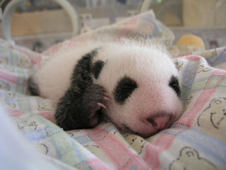 Little Panda