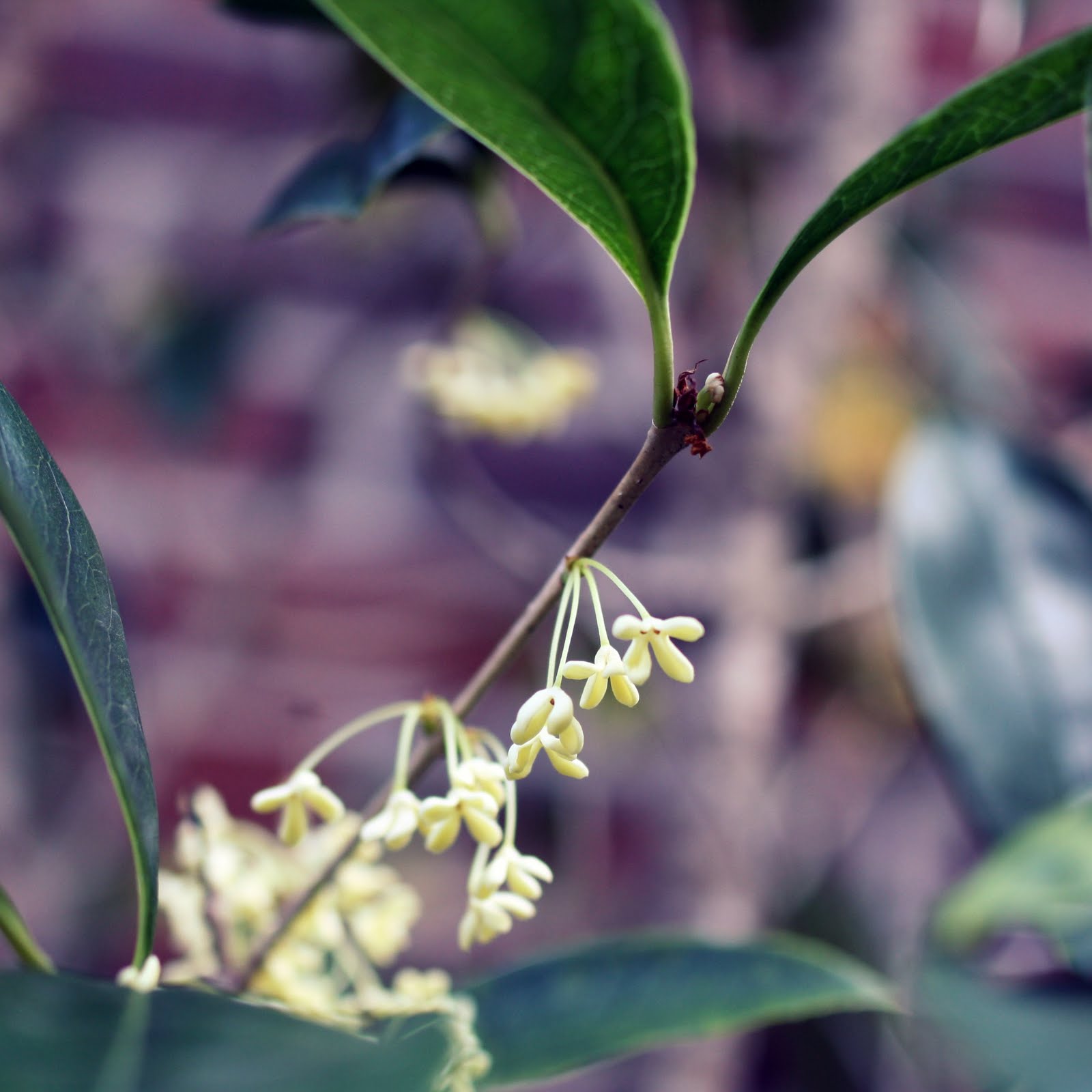 tea olive tree care