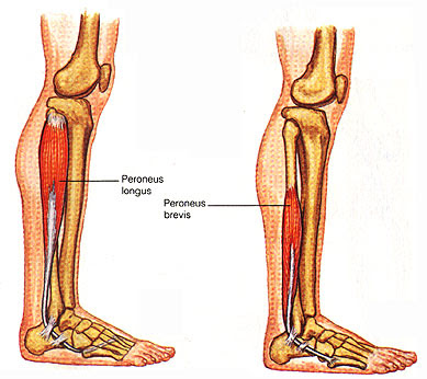 Lateral Compartment of the leg: