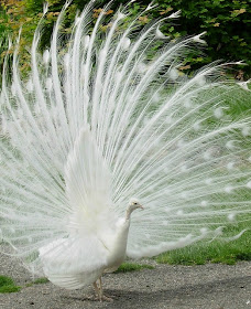 peacock pictures, peafowl pictures, most beautiful and colorful bird in the world, albino peacock pictures, white peacock pictures