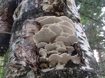 grzyby 2016, grzyby w październiku, grzyby w okolicy Krakowa, szmaciak gałęzisty siedzuń sosnowy Sparassis crispa, podgrzybek brunatny Boletus badius, Pieprzniki trąbkowe Cantharellus tubaeformis, Chlorophyllum rachodes czubajka czerwieniejąca, grzybówka Mycena, gąsówka fioletowawa, gąsówka naga Lepista nuda, Łysiczka ceglasta [maślanka ceglasta] - Hypholoma sublateritium, 