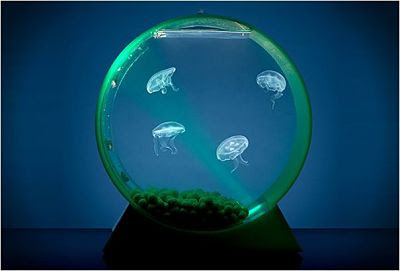 Desktop Jellyfish Tank