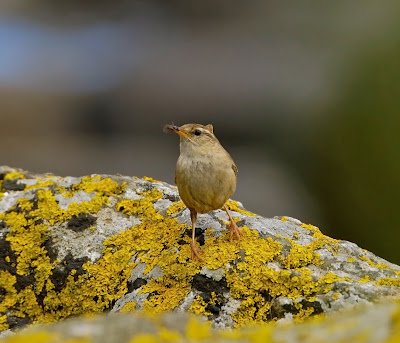 Wren Troglodytes troglodytes