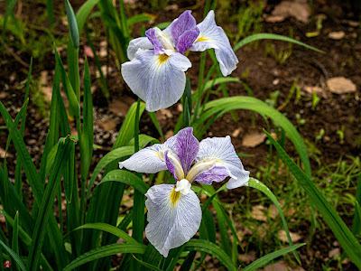 Ayame (iris) flowers: Ofuna Flower Center (Kamakura)
