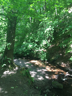 Trees in the Hermitage