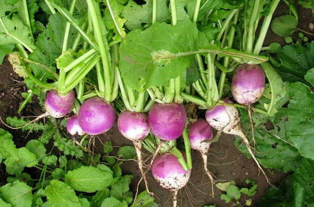 Bunch of turnips pulled and on the ground.