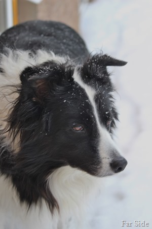 Snowy Chance