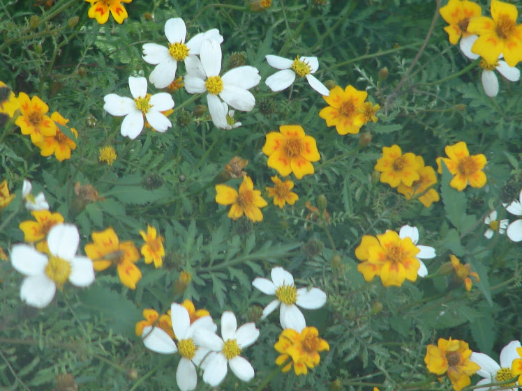 Flores 2