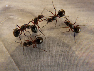 eliminar hormigas con canela