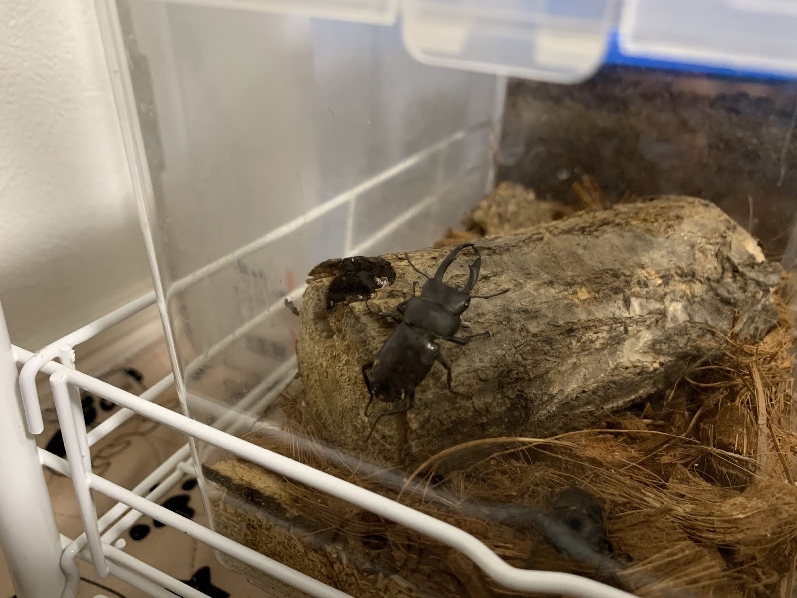 冬場のクワガタ室内飼育の状況