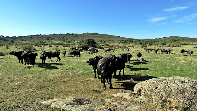 Búfalos