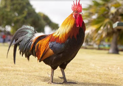 Arti Mimpi Ayam Jantan Tafsirnya