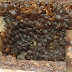 Makanan Lebah Klanceng Paling Efektif