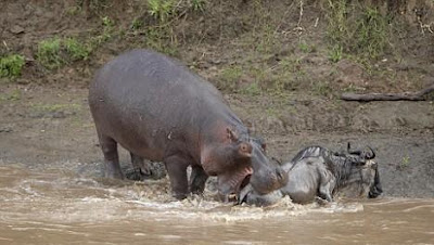 The moment a hangari hippo took a bite at a stricken wildebeest Seen On www.coolpicturegallery.net