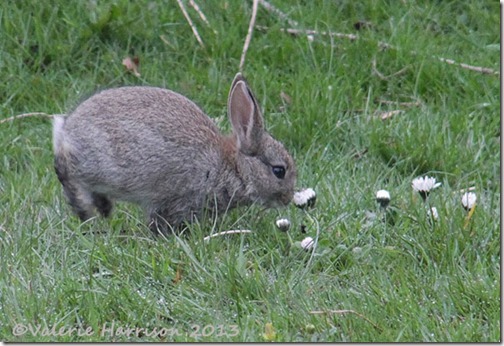 rabbit-4