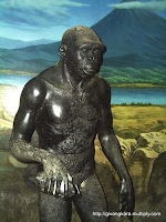 gambar manusia purba pithecanthropus mojokertensis