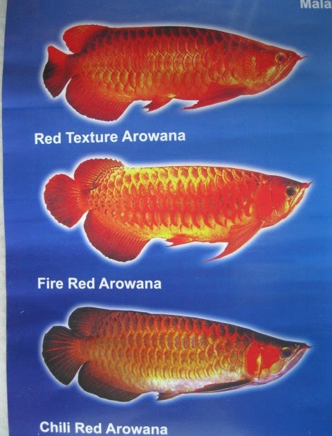 Aquarium Arowana Freshwater fish Tropical Fish Types Of 