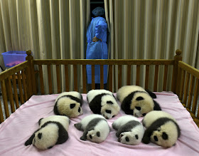 Cute baby pandas born in China, cute baby panda photos, baby pandas