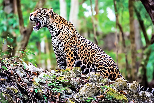 jaguar