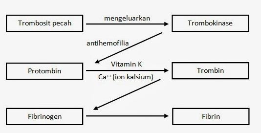 Hasil gambar untuk mekanisme pembekuan darah pandani.