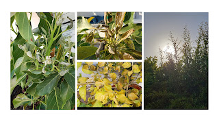 image or photo showing effect of heat on plants