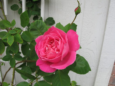 Pink climbing rose,annieinaustin