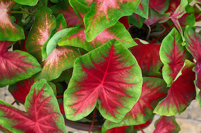 Caladium tubers