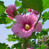 Hollyhock Flowers Pictures