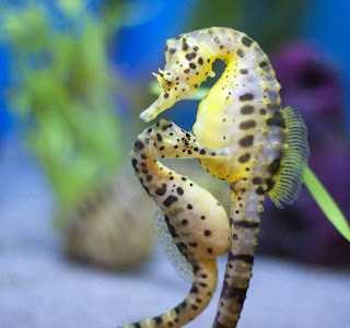 Sea Horse Wallpaper