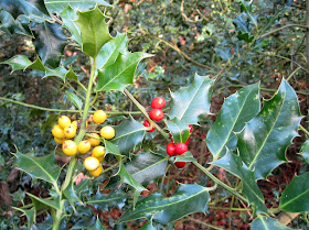 Holly, Ilex aquifolium, with yellow berries next to one with red berries.  Hayes Common, 10 October 2011.