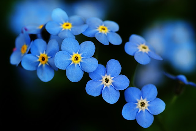 non ti scordar di me fiori blu romantico accoppiarsi seduzione amore sentimenti