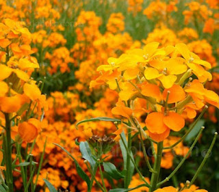 Erysimum allioni, Cheiranthus allioni, Siberian Wallflower, orange color