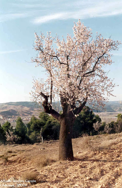 almendro-flor-ademuz-valencia