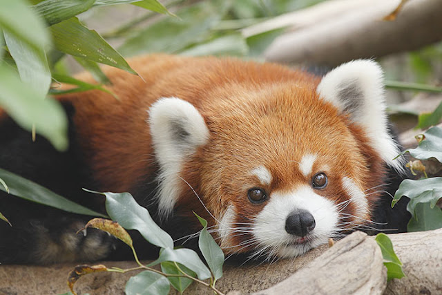 Red Panda - Panda Rojo