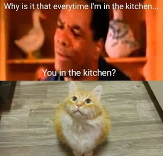 Sad cat memes black and white