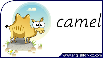 camel flashcard