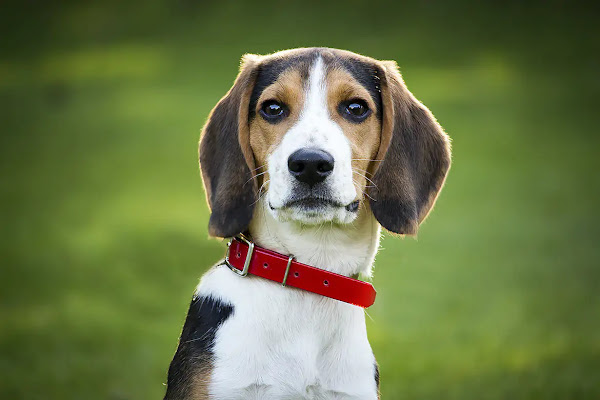 Beagle | Top 10 Cutest Small Dog Breeds