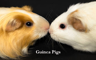 Guinea Pigs As Pets