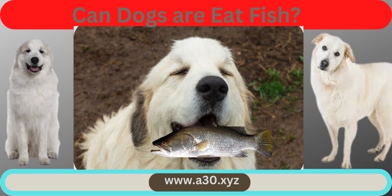 Can Dogs are Eat Fish?