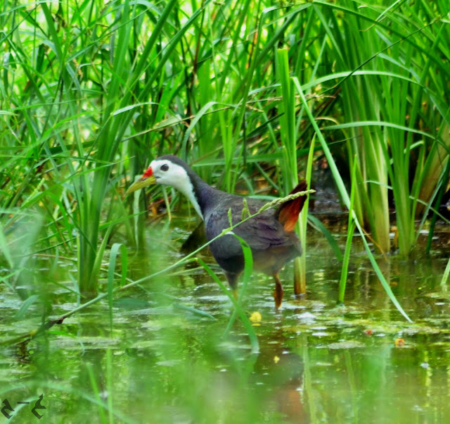 The white-breasted waterhen (Amaurornis phoenicurus)