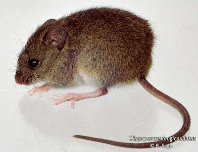 Long tailed Rice Rat