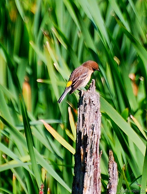 3. butter butt-kab